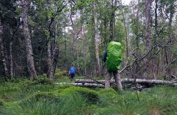 Hiking i Sveriges Skogar