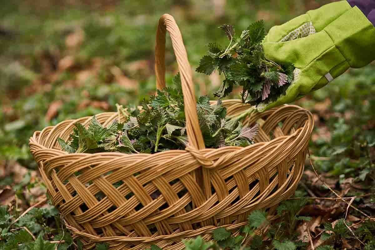 Lär dig om vilda ätbara växter